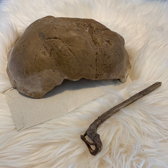 Lizard cave and driftwood - Picture 2 of 7